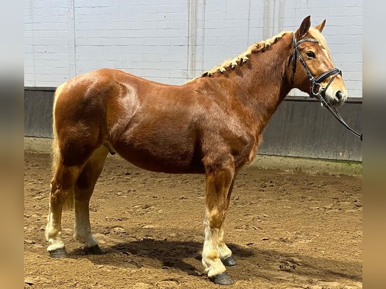 Otras razas Caballo castrado 4 años 152 cm Alazán in Hopsten