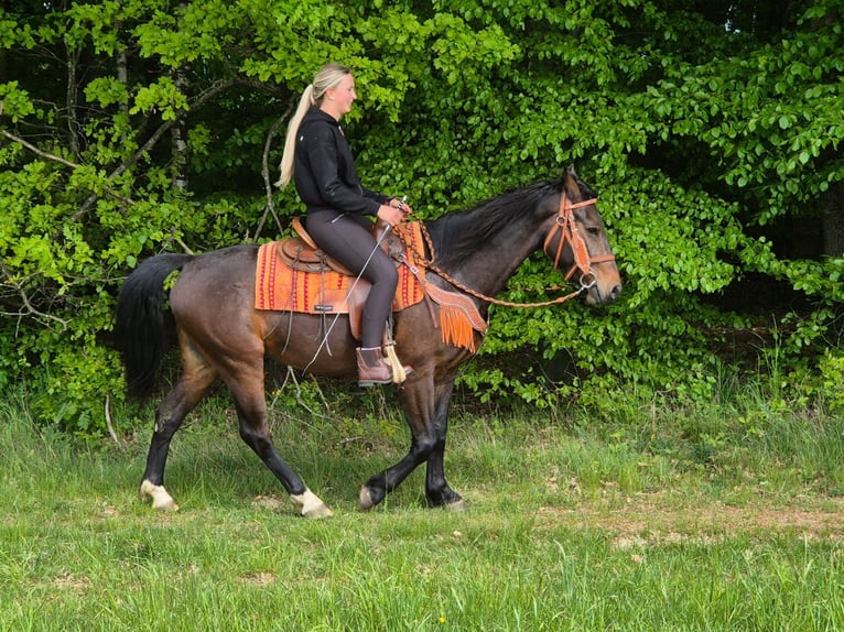 Otras razas Caballo castrado 4 años 152 cm Castaño in Linkenbach