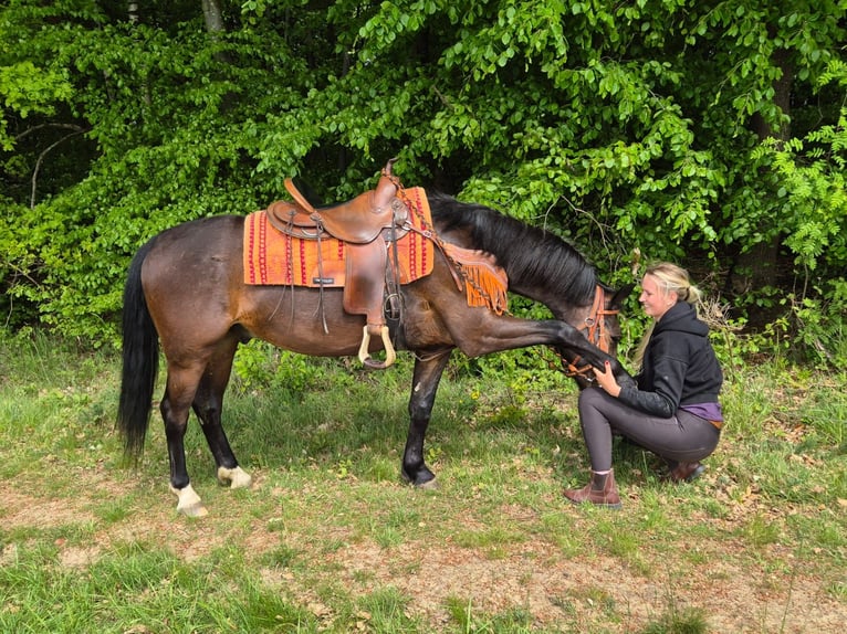 Otras razas Caballo castrado 4 años 152 cm Castaño in Linkenbach