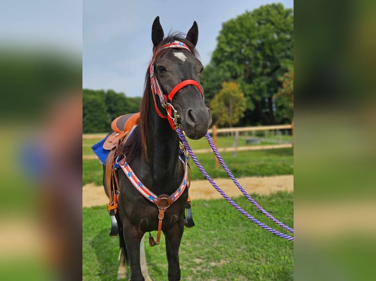 Otras razas Caballo castrado 4 años 153 cm Pío in Linkenbach