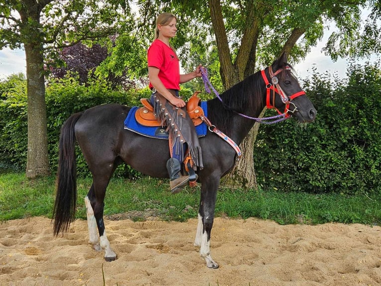 Otras razas Caballo castrado 4 años 153 cm Pío in Linkenbach