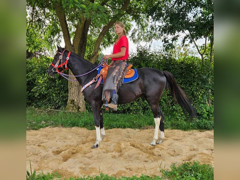 Otras razas Caballo castrado 4 años 153 cm Pío in Linkenbach