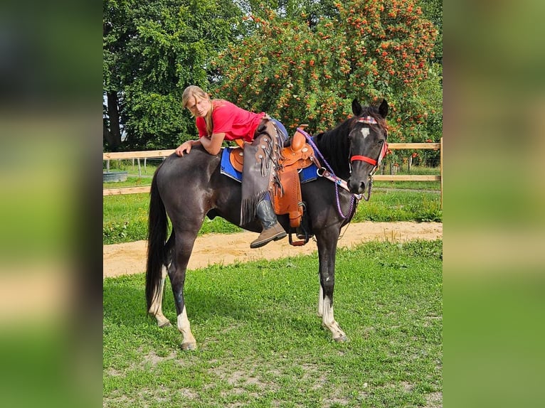 Otras razas Caballo castrado 4 años 153 cm Pío in Linkenbach