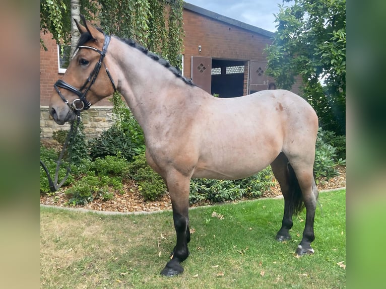 Otras razas Caballo castrado 4 años 154 cm Musgo marrón in Hopsten Otras razas Caballo castrado 4 años 154 cm Musgo marrón in Hopsten