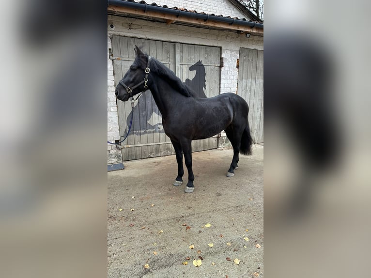 Otras razas Caballo castrado 4 años 154 cm Negro in Trakai