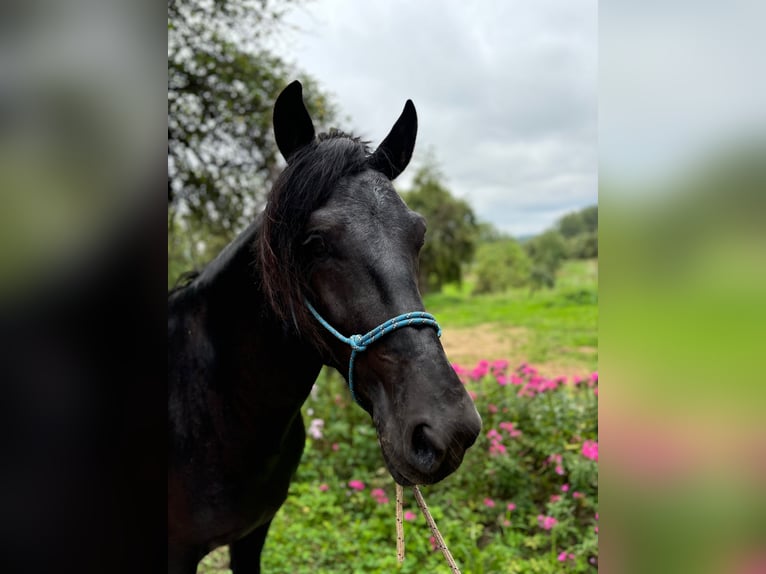 Otras razas Caballo castrado 4 años 154 cm Negro in Trakai