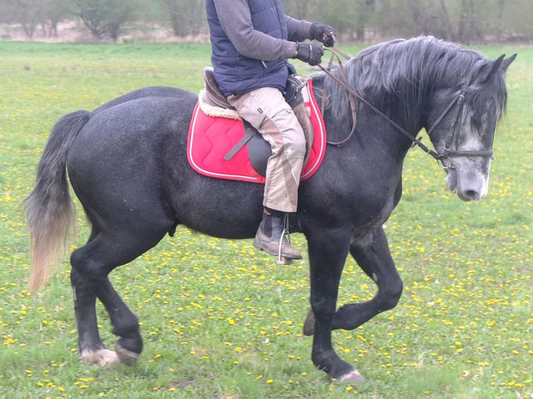 Otras razas Caballo castrado 4 años 154 cm Tordillo negro in Buttstädt