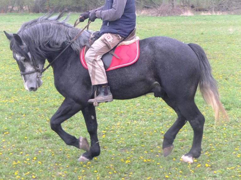 Otras razas Caballo castrado 4 años 154 cm Tordillo negro in Buttstädt