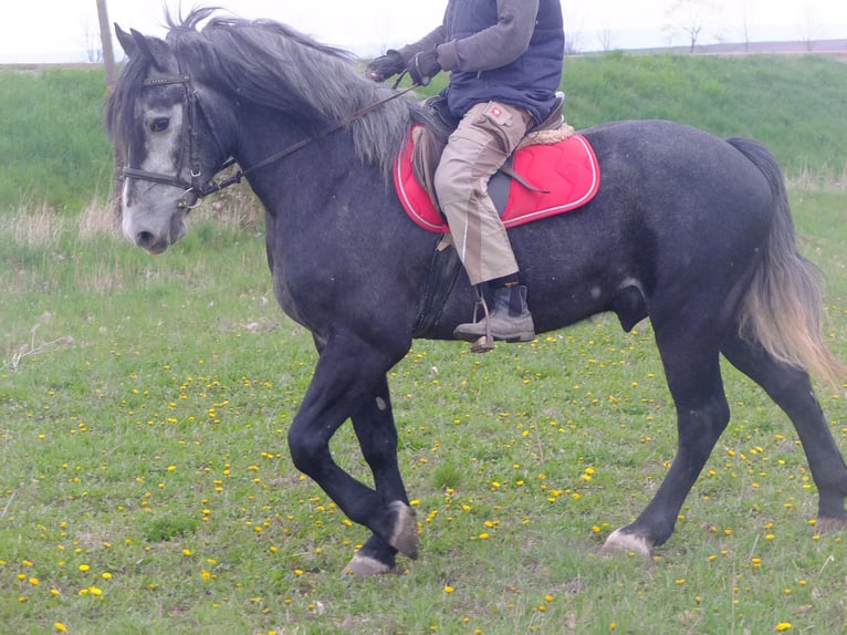 Otras razas Caballo castrado 4 años 154 cm Tordillo negro in Buttstädt