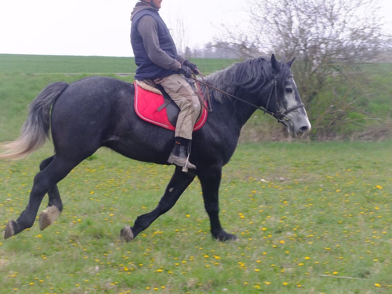 Otras razas Caballo castrado 4 años 154 cm Tordillo negro in Buttstädt
