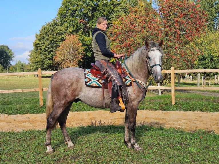 Otras razas Caballo castrado 4 años 154 cm Tordo rodado in Linkenbach