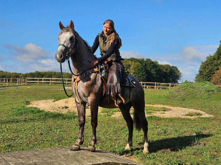 Otras razas Caballo castrado 4 años 154 cm Tordo rodado in Linkenbach