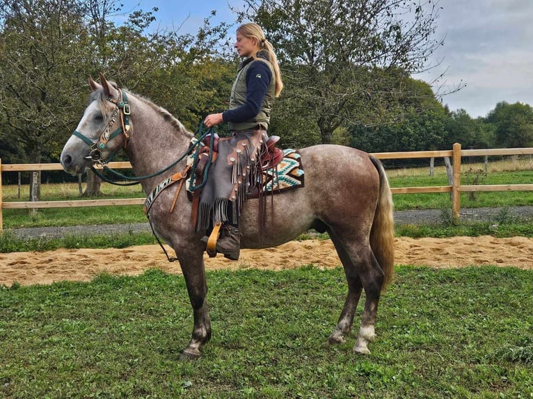 Otras razas Caballo castrado 4 años 154 cm Tordo rodado in Linkenbach