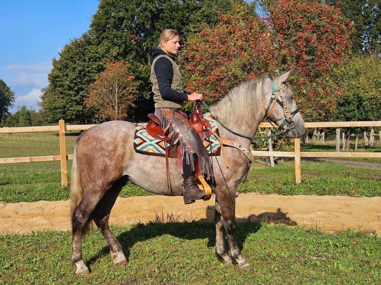 Otras razas Caballo castrado 4 años 154 cm Tordo rodado in Linkenbach