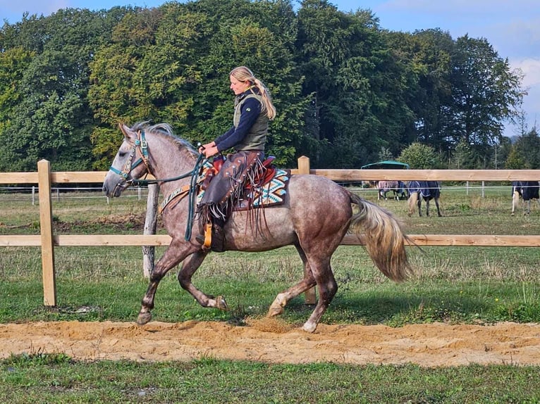 Otras razas Caballo castrado 4 años 154 cm Tordo rodado in Linkenbach