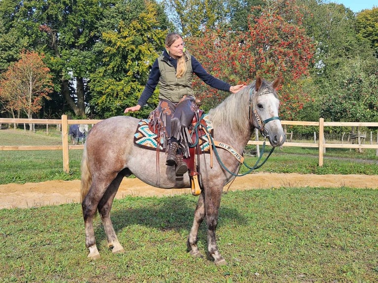 Otras razas Caballo castrado 4 años 154 cm Tordo rodado in Linkenbach