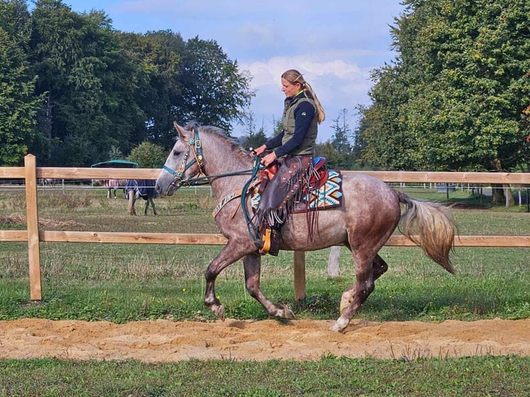 Otras razas Caballo castrado 4 años 154 cm Tordo rodado in Linkenbach