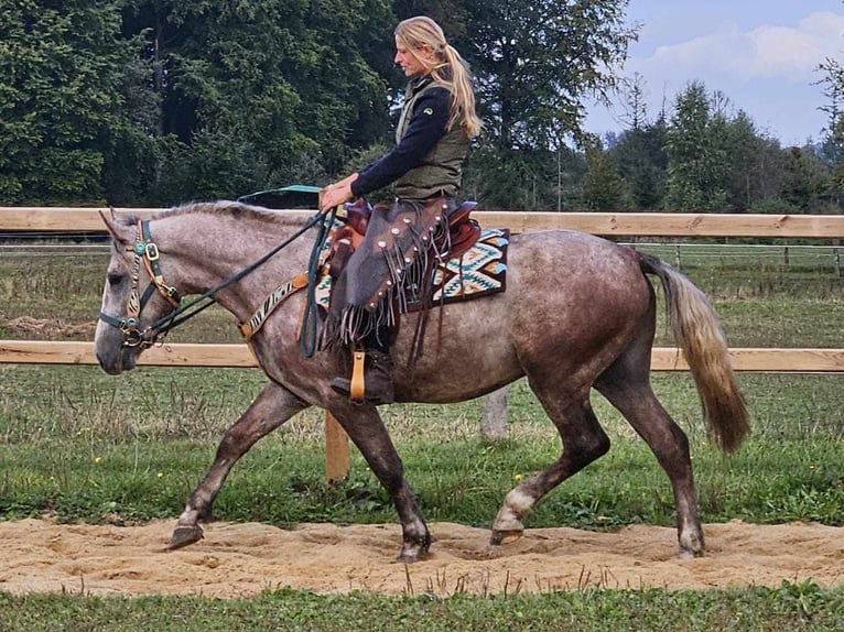 Otras razas Caballo castrado 4 años 154 cm Tordo rodado in Linkenbach