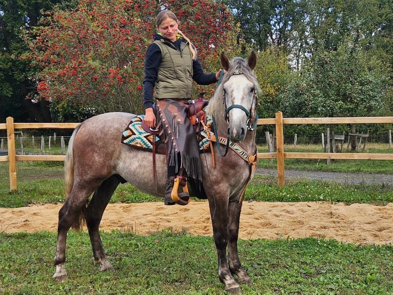 Otras razas Caballo castrado 4 años 154 cm Tordo rodado in Linkenbach