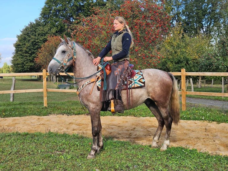 Otras razas Caballo castrado 4 años 154 cm Tordo rodado in Linkenbach