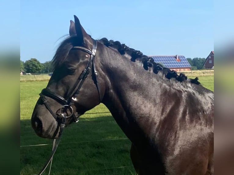 Otras razas Caballo castrado 4 años 155 cm Negro in Hopsten