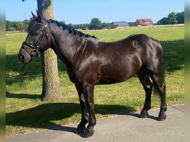 Otras razas Caballo castrado 4 años 155 cm Negro in Hopsten