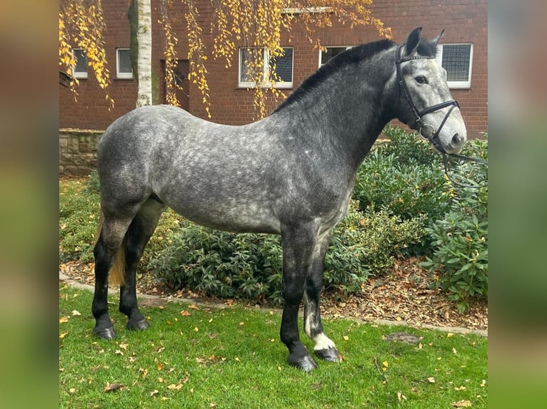 Otras razas Caballo castrado 4 años 155 cm Tordo in Hopsten