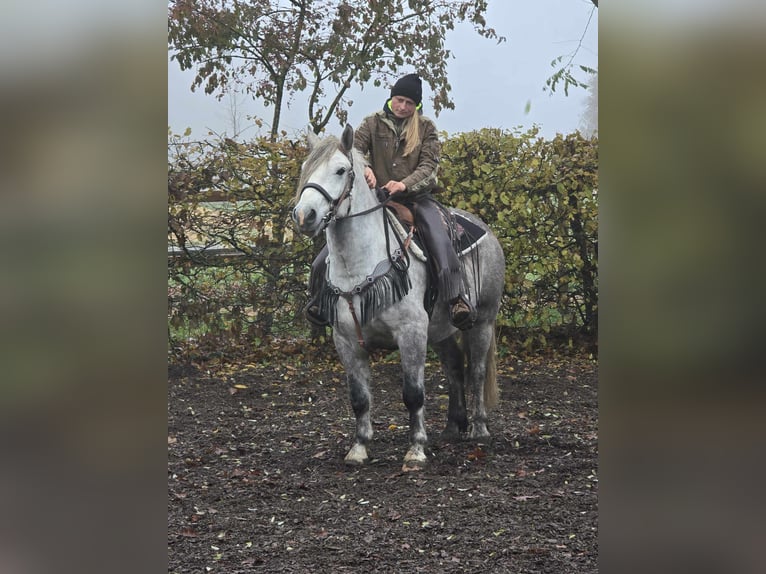 Otras razas Caballo castrado 4 años 155 cm Tordo rodado in Linkenbach