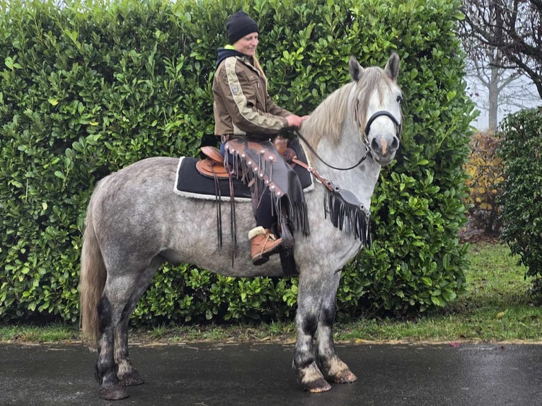 Otras razas Caballo castrado 4 años 155 cm Tordo rodado in Linkenbach