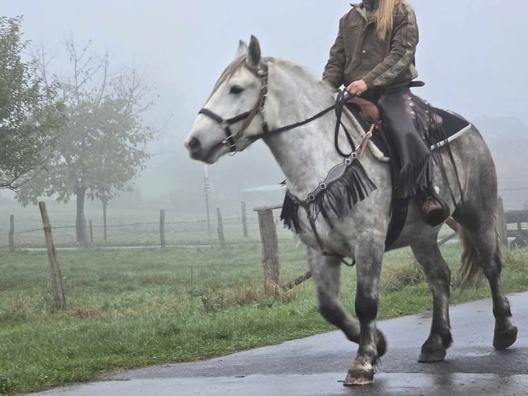 Otras razas Caballo castrado 4 años 155 cm Tordo rodado in Linkenbach