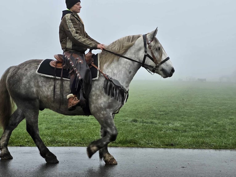 Otras razas Caballo castrado 4 años 155 cm Tordo rodado in Linkenbach