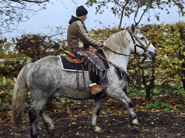 Otras razas Caballo castrado 4 años 155 cm Tordo rodado in Linkenbach