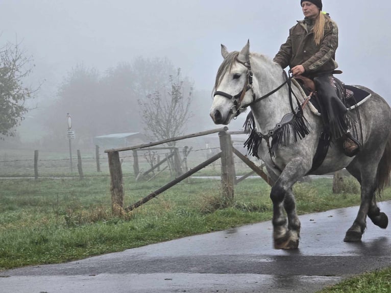 Otras razas Caballo castrado 4 años 155 cm Tordo rodado in Linkenbach