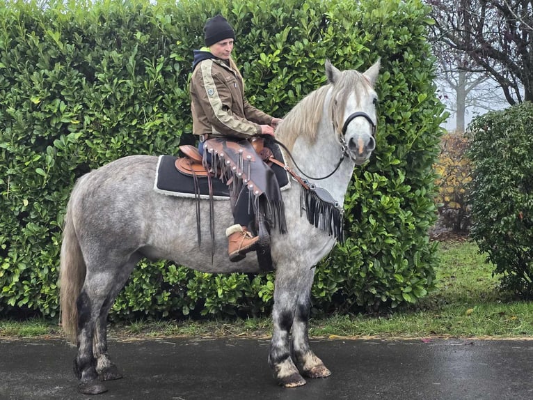 Otras razas Caballo castrado 4 años 155 cm Tordo rodado in Linkenbach