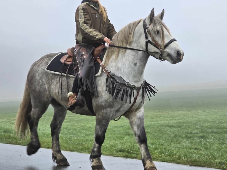 Otras razas Caballo castrado 4 años 155 cm Tordo rodado in Linkenbach