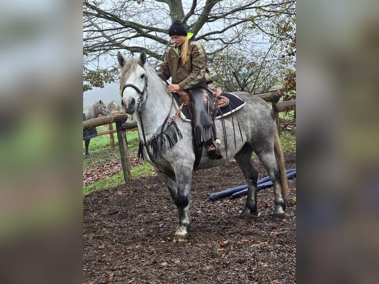 Otras razas Caballo castrado 4 años 155 cm Tordo rodado in Linkenbach