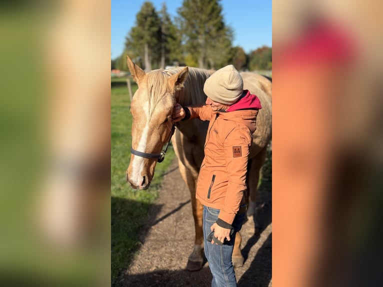 Otras razas Caballo castrado 4 años 158 cm Palomino in Soltau