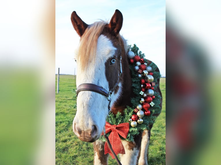 Otras razas Caballo castrado 4 años 160 cm Alazán in Geltendorf