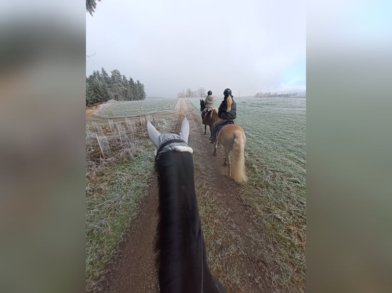 Otras razas Caballo castrado 4 años 160 cm Morcillo in Bayreuth