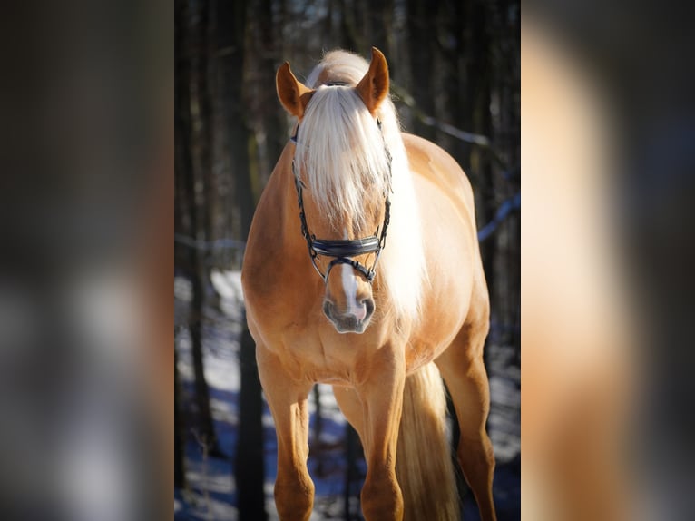 Otras razas Caballo castrado 4 años 160 cm Palomino in Nettersheim