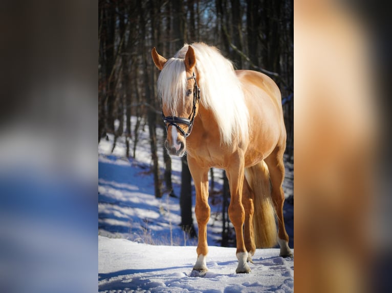 Otras razas Caballo castrado 4 años 160 cm Palomino in Nettersheim