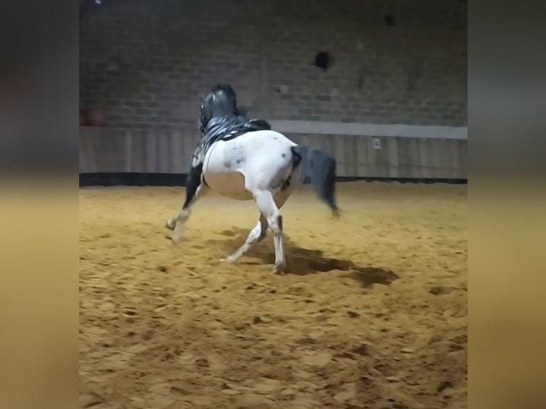 Otras razas Caballo castrado 4 años 162 cm Atigrado/Moteado in Homberg (Efze)