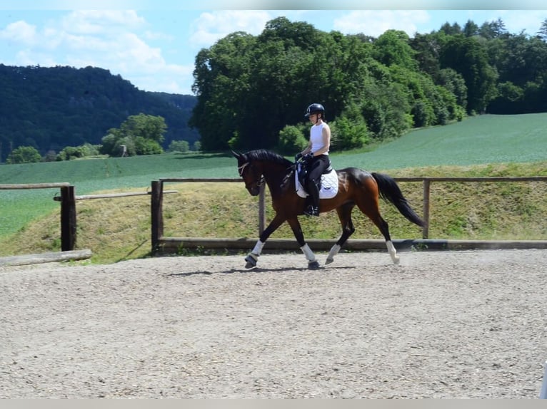 Otras razas Caballo castrado 4 años 162 cm Castaño in Wellheim