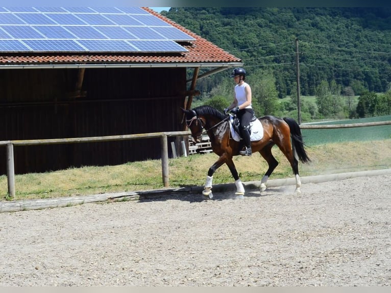 Otras razas Caballo castrado 4 años 162 cm Castaño in Wellheim