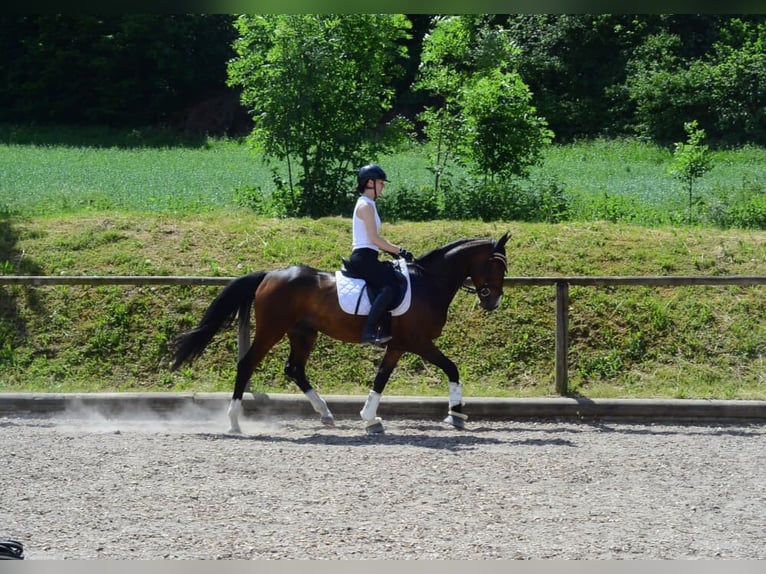 Otras razas Caballo castrado 4 años 162 cm Castaño in Wellheim