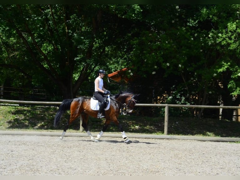 Otras razas Caballo castrado 4 años 162 cm Castaño in Wellheim