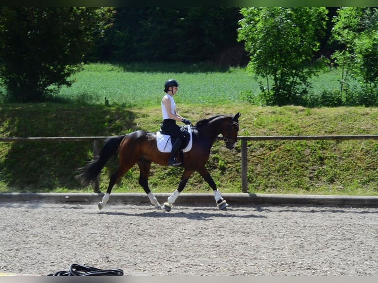 Otras razas Caballo castrado 4 años 162 cm Castaño in Wellheim