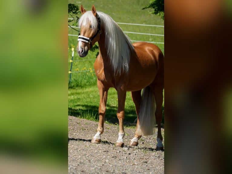 Otras razas Caballo castrado 4 años 162 cm Palomino in Nettersheim