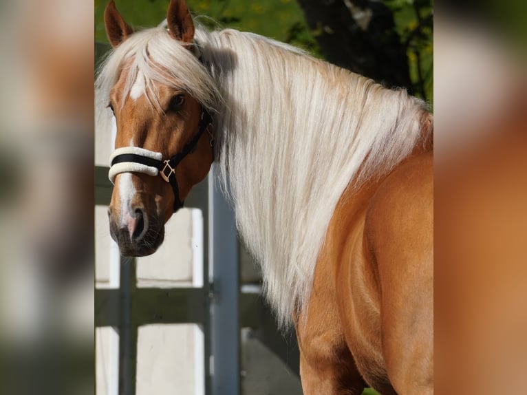 Otras razas Caballo castrado 4 años 162 cm Palomino in Nettersheim