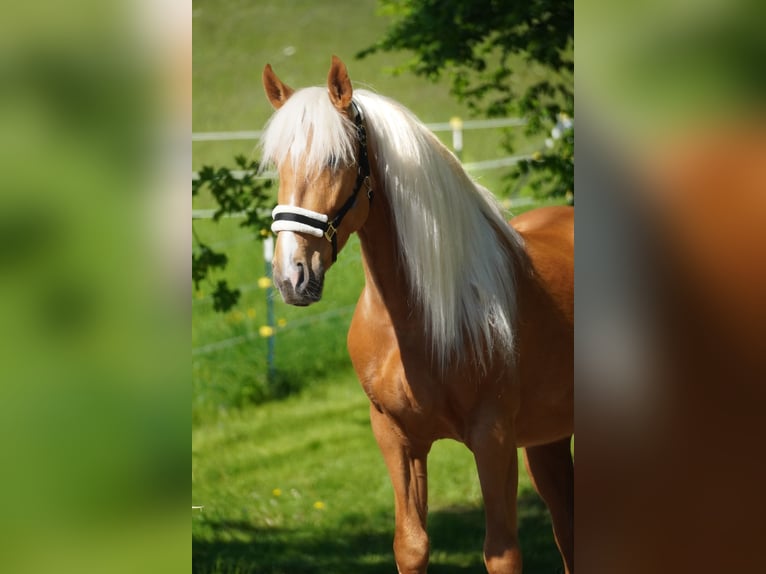 Otras razas Caballo castrado 4 años 162 cm Palomino in Nettersheim